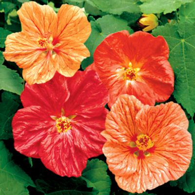 Flowering Maple, Crepe de Chine Hybrid Mix: 3-inch single blooms of crepe-paper like texture, in bold shades of apricot, deep coral, red, and salmon.