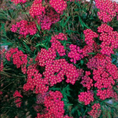 Achillea 'Cerise Queen': A 2-foot high and wide perennial with ferny foliage and abundant, flat-topped blooms of deep pink.