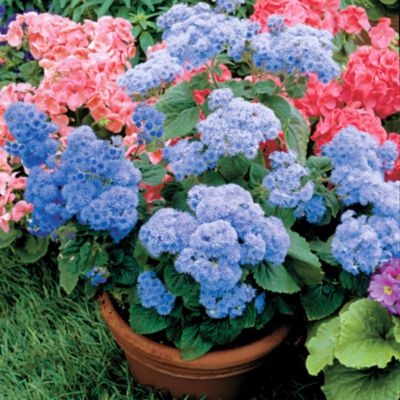 Ageratum Leilani Blue: 2- to 4 1/2-inch clusters of fluffy blue blooms atop mounded 1-foot plants.