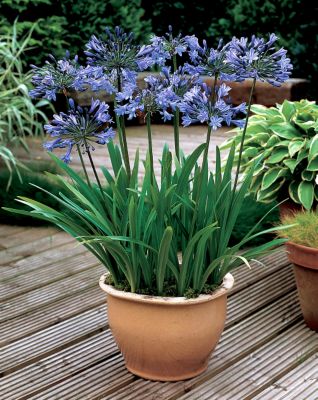 Lily of the Nile Headbourne Hybrids