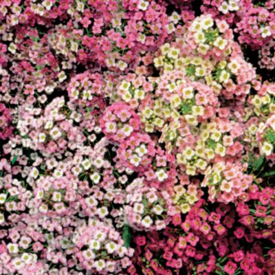 Sweet Alyssum Pastel Carpet