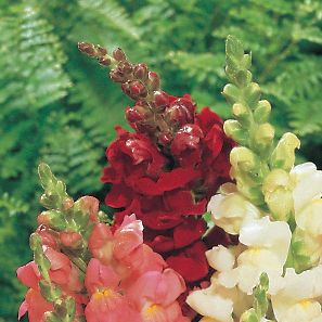 Snapdragon Rocket Red Hybrid