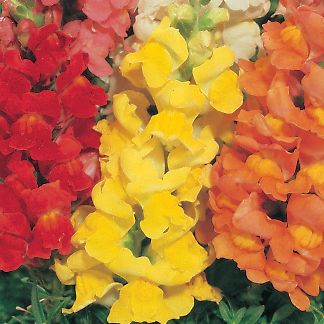 Snapdragon Rocket Golden Hybrid