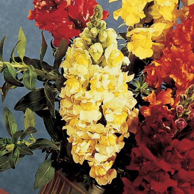 Snapdragon Rocket Lemon Hybrid