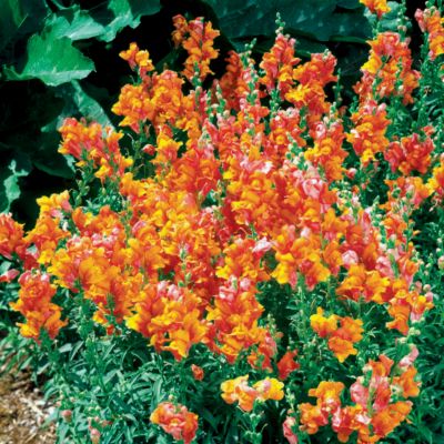 Snapdragon Frosted Sunset