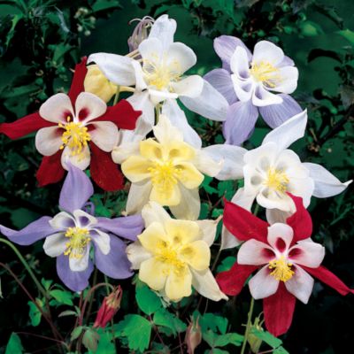 Columbine Music Harmony Hybrid Blend