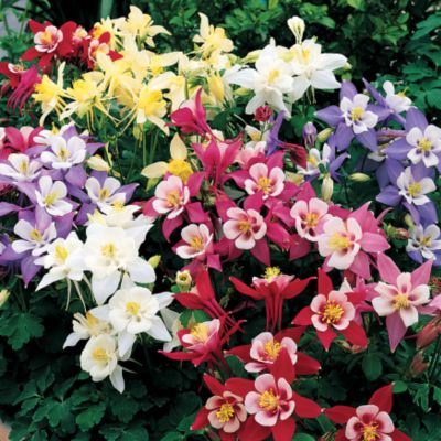 Columbine Origami Mix