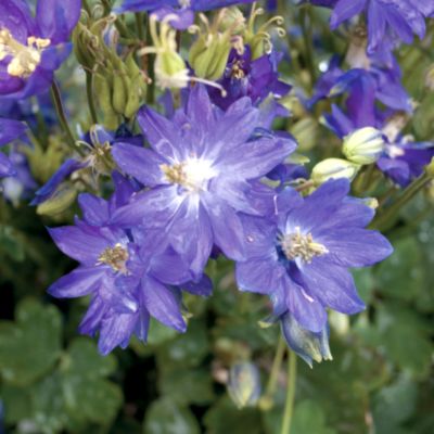 Columbine Clementine Blue