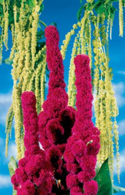 Amaranthus Candelabra: 8- to 10-inch deep purple bloomspikes on plants 2 to 3 feet tall, 8 inches wide.