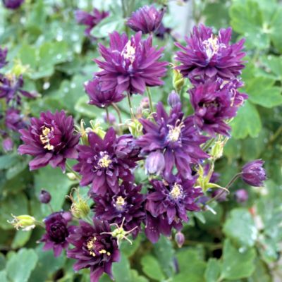 Columbine Clementine Deep Purple