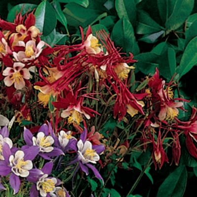 Columbine Clementine Red