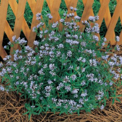 Sweet Woodruff Blue Surprise