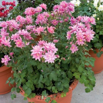 Columbine Clementine Rose
