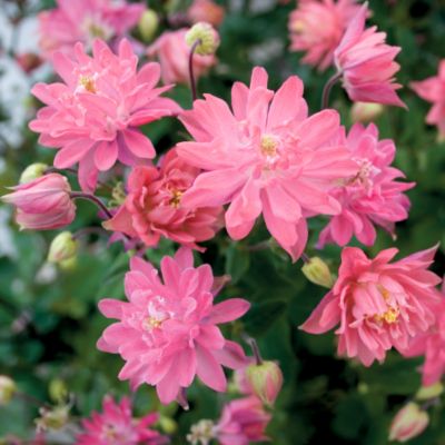 Columbine Clementine Salmon Rose