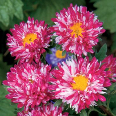 China Aster Matsumoto Red Stripe