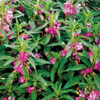 Balsam Camellia Blackberry Trifle