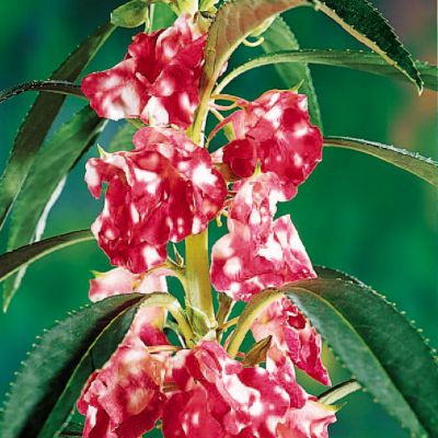 Balsam Camellia Peppermint Stick