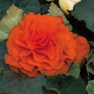Begonia Park