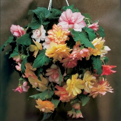 Begonia Show Angels Mix: Fully-double, formal 3-inch blooms have a lower layer of outstretched flat petals and an upper layer of smaller, usptanding petals, somewhat furled and curved. They are held among large, dark green foliage on trailing plants. The colors in this mix are pink, red, salmon, yellow, and white, including many bicolors and picotees as well as solids.