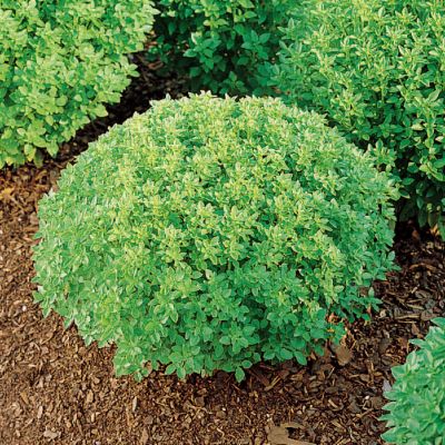 This variety grows only 10 inches high and  wide, creating a perfectly uniform sphere. The tiny medium green leaves are only 1/2 inch long. Small terminal racemes of white flowers are borne in summer.