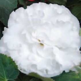 Begonia Park