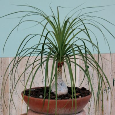 Ponytail Palm: Succulent reaching 6 to 8 feet tall, 3 to 4 feet wide in containers, with long, slender dark green foliage.