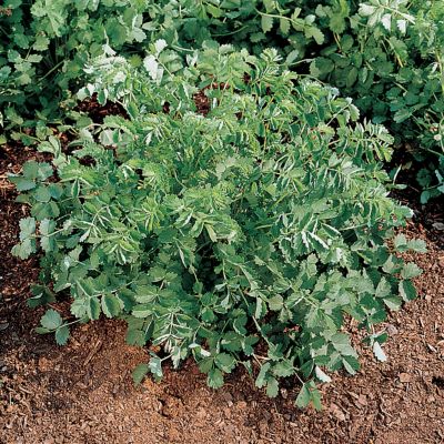 Salad Burnet
