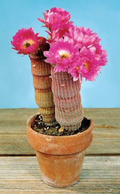 Cactus Arizona Rainbow