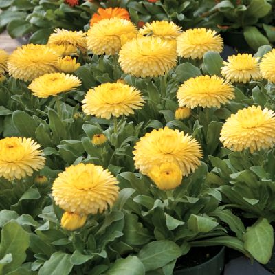 Pot Marigold Bon Bon Yellow