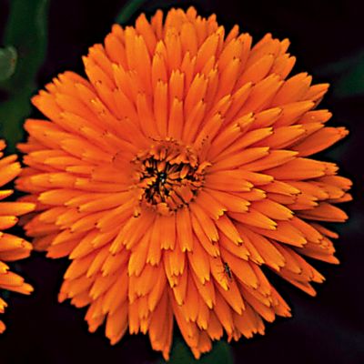 Pot Marigold Orange Porcupine