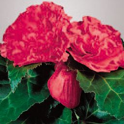 Begonia Park