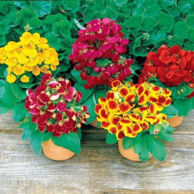 Pouch Flower Anytime Mix Hybrid: Unusual, pouch-shaped blooms 1 1/2 inches wide are held above the foliage on 8-inch plants. They arise in a great cluster from the center, facing up and out from the plant. The foliage is blue-green, large, and rounded. This mix contains many brilliant colors, including bicolors.