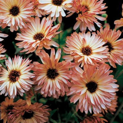 Pot Marigold Touch of Red Buff