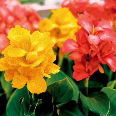 Canna Tropical Yellow: 3 to 4-inch blooms of bright yellow with pink markings, very tropical in appearance with lage, floppy petals above long, wide, forest-green leaves.