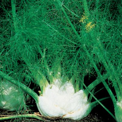 Florence Fennel Zefa Fino