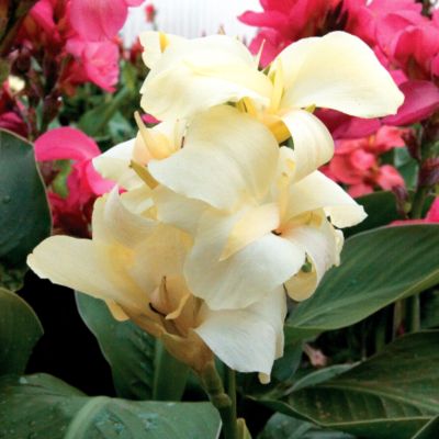 Canna Tropical White: 3 to 4-inch blooms of white with occasional red freckling, very tropical in appearance with large, floppy petals above long, wide, forest-green leaves.