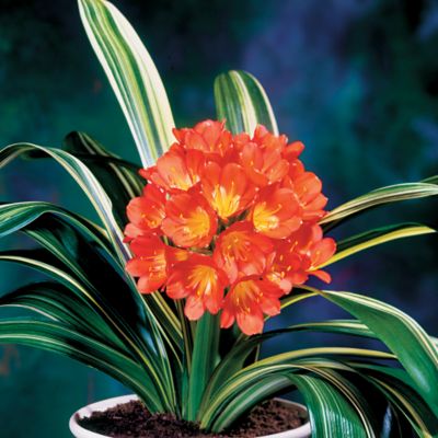 Clivia Variegata: 2-inch ball-shaped blooms composed of orange florets above 18- to 24-inch-long leaves of deep green boldly striped in cream or yellow.
