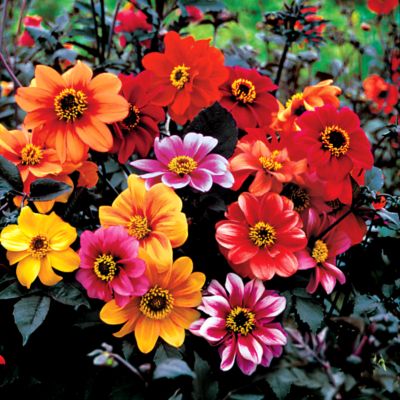 Dahlia Bishop