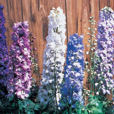 Delphinium Magic Fountain Pure White: 1 1/2-inch blooms of white have a 5-petalled star shape with a prominent center. They arise along spikes about a foot tall, blooming from the bottom up so that the tip of the tapering stalk is still in bud while the bottom is in full bloom. The dark green foliage begins below the bloomstalk.