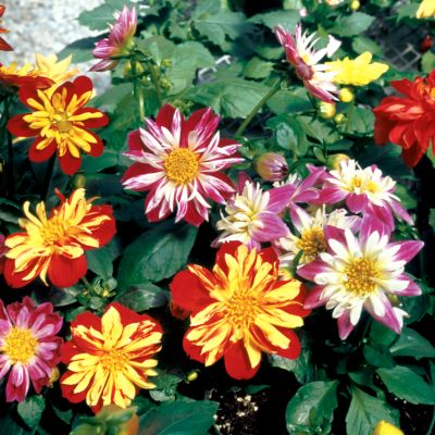 Dahlia Harlequin Mix