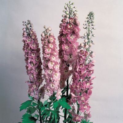 Delphinium Magic Fountain Cherry Blossom: 1 1/2-inch blooms of dusty pink have a 5-petalled star shape with a prominent lighter center. They arise along spikes about a foot tall, blooming from the bottom up so that the tip of the tapering stalk is still in bud while the bottom is in full bloom. The dark green foliage begins below the bloomstalk.