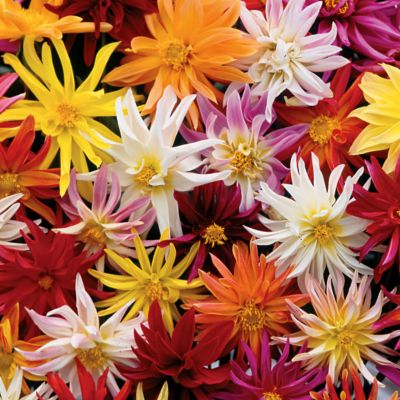 Dahlia Star-Gazer