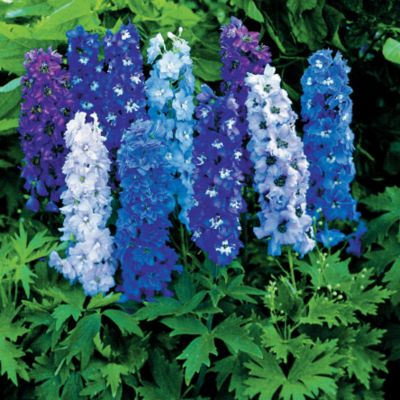 Delphinium Magic Fountain Mix: 1 1/2-inch blooms with a star shape and a prominent center, arising along spikes about a foot tall. They bloom from the bottom up so that the tip of the tapering stalk is still in bud while the bottom is in full bloom. Colors include shades of violet, lilac, lavender, rose, cream, and blue. The dark green foliage begins below the bloomstalk.