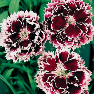 Garden Pink Velvet 