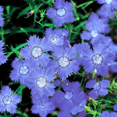 Garden Pink Siberian Blues