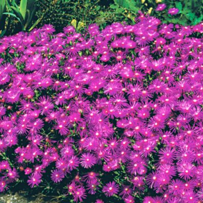 Iceplant
