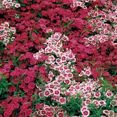 Garden Pink Ideal Hybrid Mix