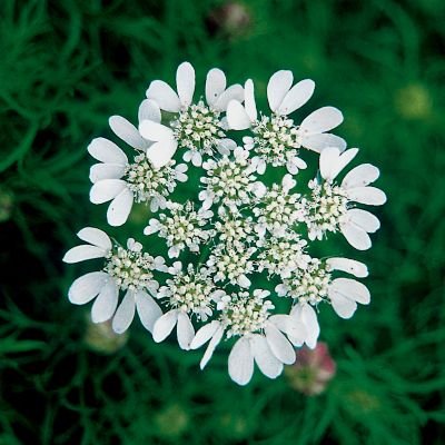 White Lace Flower