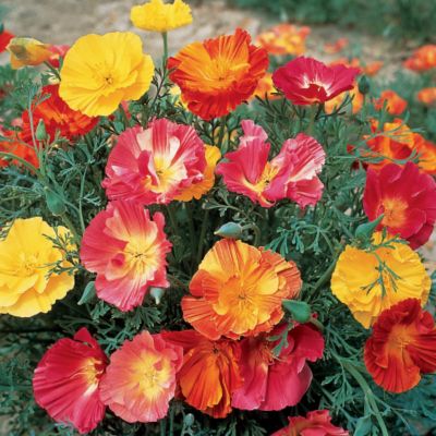 California Poppy Thai Silk Mix: 3-inch semi-double blooms have very broad, overlapping petals in a cup shape around a large, bright yellow center. The petals in this mix are solid yellow, rosy-red, or apricot shot with red, all bearing a silky sheen. They are held at the end of long, thin stems above mounding, finely-cut gray foliage.