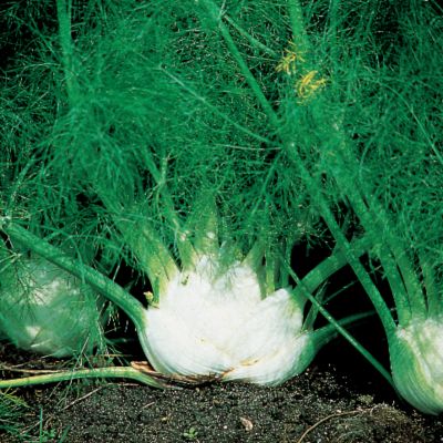 Florence Fennel